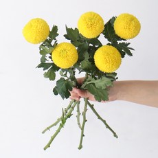 모리앤 퐁퐁 생화단 5대, 옐로우