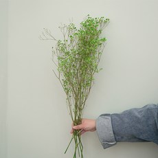 GAPANG 乾花和諧號08, 綠色