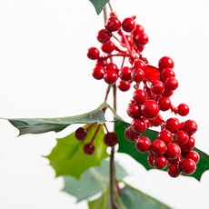 聖誕節無裝飾冬青果花環, 紅綠色, 1個