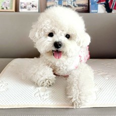 Grooming Dog 寵物 Duraron 涼感墊, 跳舞熊, 1個