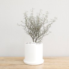 홈트너 크로키아 중, 1개