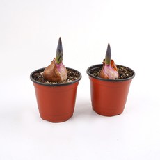 갑조네 튤립 소품, 랜덤발송, 2개