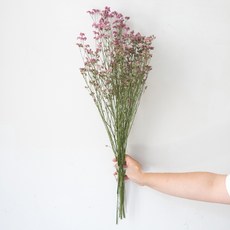 GAPANG Synensis 乾花 DRYB215, 12粉色