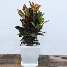 공기정화식물 크러톤 + 받침대, 혼합색상, 1개