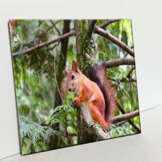 HTP 瓷磚 握著橡果的松鼠 C2914