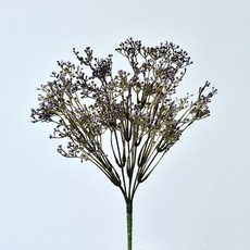 GAPANG 乾花 DRYE124, 紫色數字 03