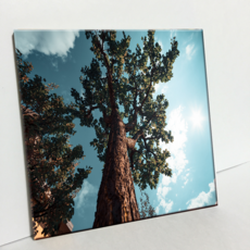 HTP 磁磚 克盧日納波卡之樹 C1922, 1個