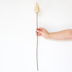 GAPANG 乾花 DRYB096, 01（白色）