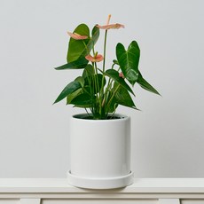 코코도르팜 도자기 화분 대형 안스리움 리비움, 그린 + 핑크, 1개