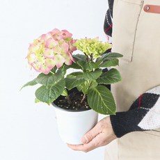 모리앤 수국 공기정화식물, 핑크, 1개