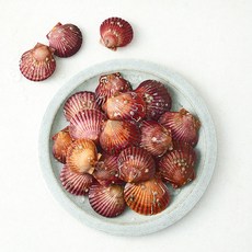 바다림 국내산 홍가리비 (냉장), 1개, 1.5kg