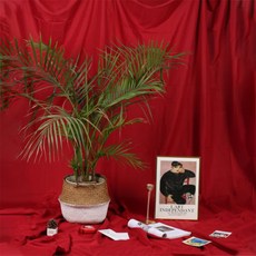 DAEHAN 標準攝影用背景布 2.4 x 3 m, 單一商品(紅色), 1個