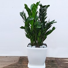 공기정화식물 금전수 + 받침대, 혼합색상, 1개