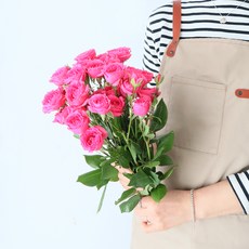 모리앤 미니장미 생화단 3대, 소피