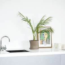 Jardin de Eden Gencha 手掌 65cm, 單色, 1個