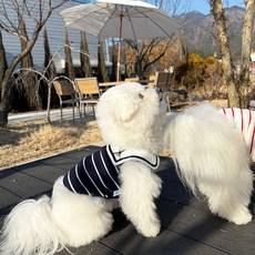 JUBICO 狗狗海軍風T恤, 海軍藍, 1個