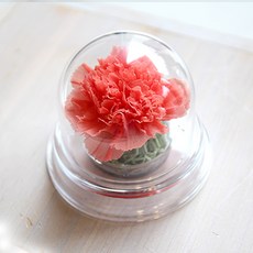 壓克力圓頂永生康乃馨, 珊瑚粉