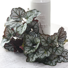 Dawoo F&G 奢華秋海棠 5入, 紫綠色, 3個