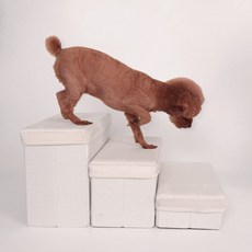 DING DONG PET 狗狗樓梯收納型3級, 象牙白