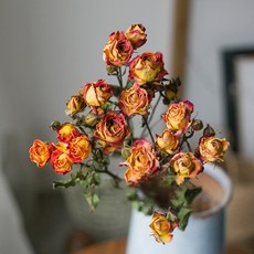 GAPANG 乾花和諧14號, 紅色的