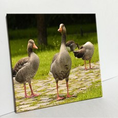 UDP 磁磚相框 A型 3570827, 單一顏色