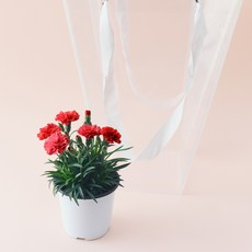 농업회사법인 주식회사 코코도르팜 어버이날 스승의날 선물 분화 카네이션 + 쇼핑백, 레드, 1개