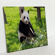 HTTP 瓷磚 吃竹子的熊貓 C2958