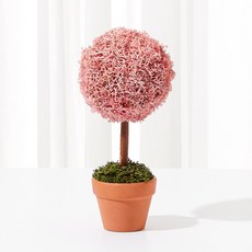 SCANDIAMOSS Alle 室內空氣淨化迷你樹盆栽 粉紅色, 1個