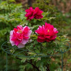 Lanuve 格子花草花盆植物支架 2入, 單一顏色, 1個