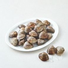 바다림 중국산 생물 백생합 조개, 1개, 1.5kg