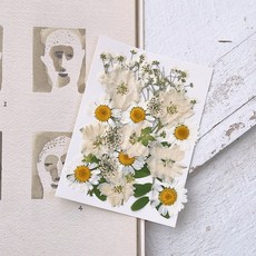 Lovely Farm乾燥花壓花花 28片 DIY組, 1套, 白色花園