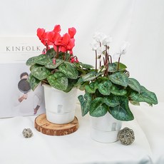 갑조네 시클라멘 중품, 랜덤발송, 2개