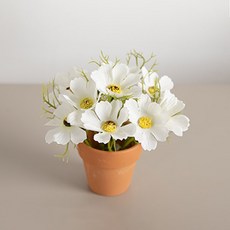 플라워트리 조화 베이직 코스모스 미니토분 세트 12cm, 화이트