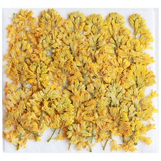 油菜花壓花 小, 混色