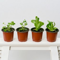 코코도르팜 채소 포트 소형 2종 이탈리안파슬리 2p + 로메인상추 2p, 랜덤발송(화분 포트), 1세트