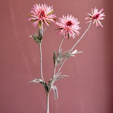 GAPANG 乾花菊花01號 DRYE018, 粉色的