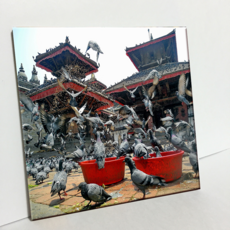 HTP 磁磚 寺廟的鴿子 C1420