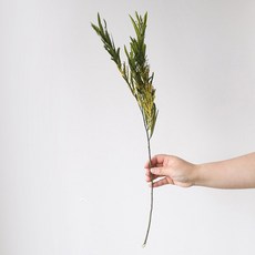 GAPANG 乾花 DRYB108, 01號（綠色）