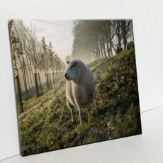 HTP 磁磚 Hoofddorp的羊 C2026