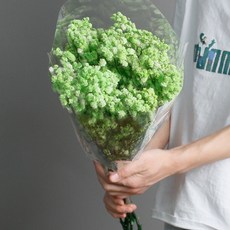 소니오 프리저브드플라워 소형 안개꽃 꽃다발, 08 그린