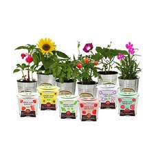 틔움 그로우캔 식물 키우기 6종 세트, 나팔꽃, 허브바질, 봉선화, 미니해바라기, 방울토마토, 패랭이꽃
