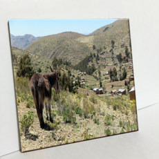 HTP 吃草的驢子 瓷磚 C796, 1個