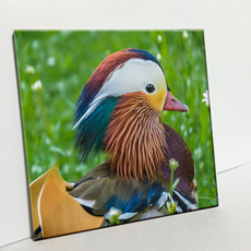 HTP 瓷磚 鴛鴦 C2941