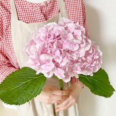 코코도르팜 생화 수국, 핑크