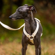 PETRIUM 輕便胸背帶 + 免持牽繩 2.5m 套組, 1套, 象牙白