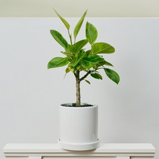 코코도르팜 도자기 화분 대형 뱅갈고무나무, 그린, 1개