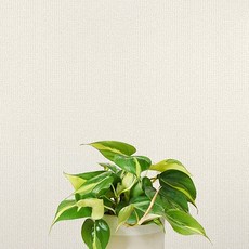 홈앤데코 물로 간편하게 붙이는 셀프용 벽지, 오크아이보리(49597-02)