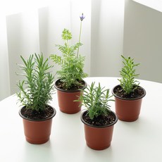 코코도르팜 생화 허브 라벤더B 포트 소 4종 세트, 혼합색상, 1세트