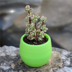 嗚嗚商店 可愛迷你花盆, 類型2