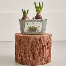 프레시가든 히야신스 2p + 빈티지 철제화분 DIY 세트, 핑크(히야신스), 1세트